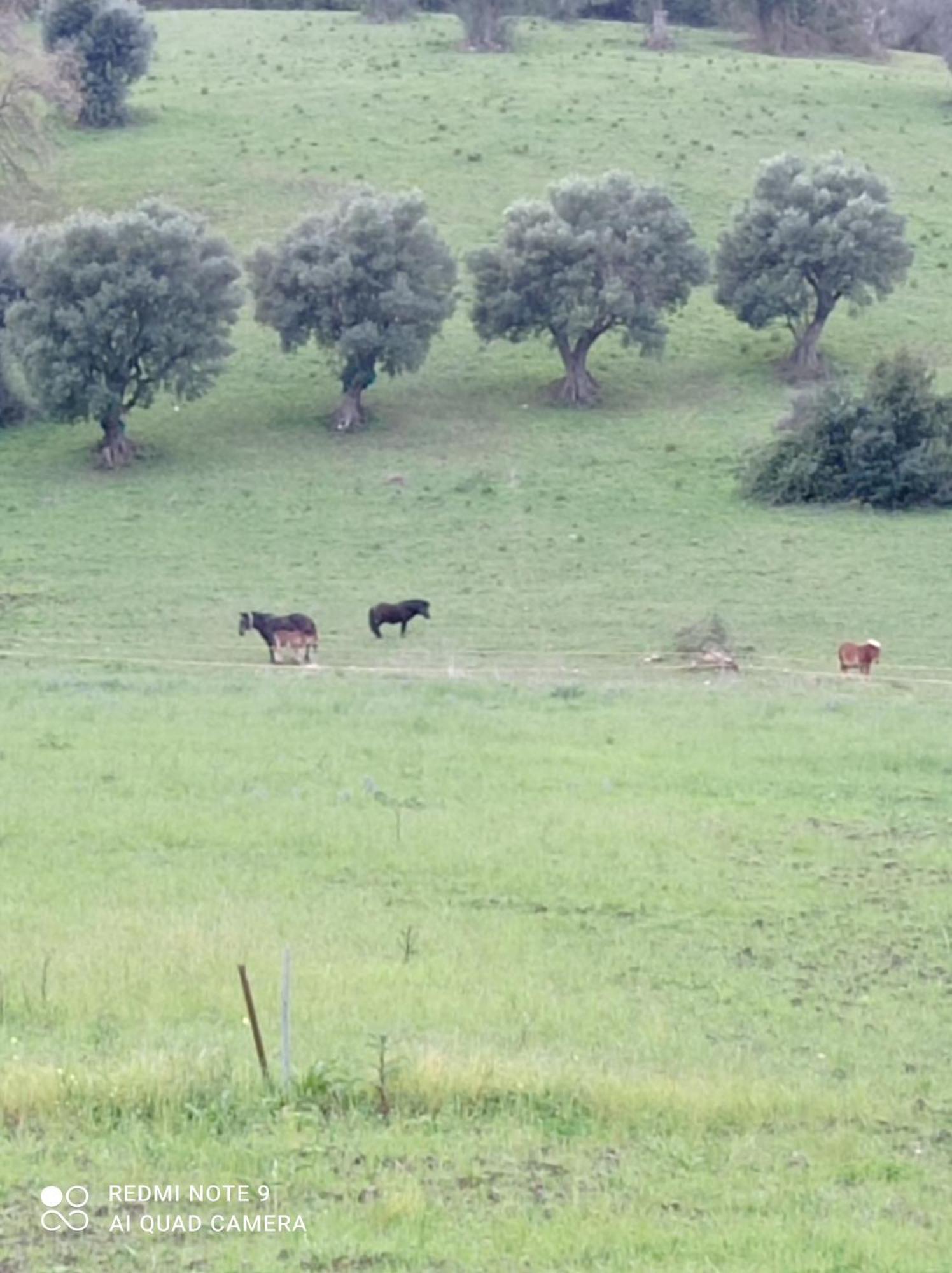 Lux Vera B & B Agropoli Exteriör bild